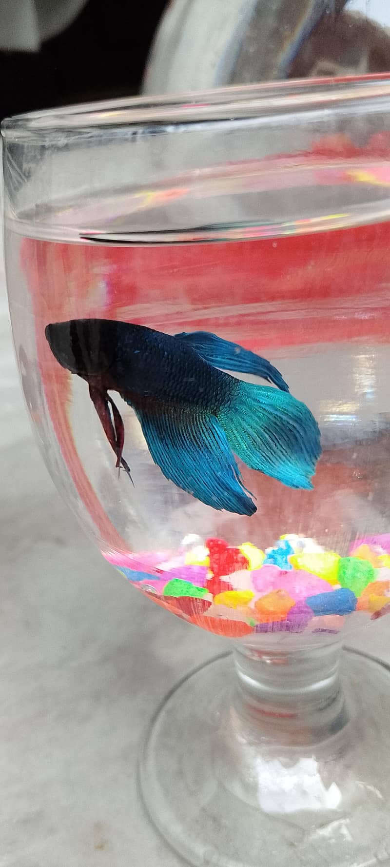 Betta fish 1