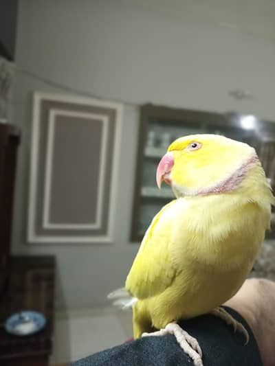 yellow Ring neck Male