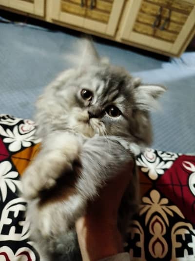 Persian Tripple coat Male kitten age 2.5 months Litter trained