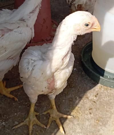 high quality Indian parrot beak