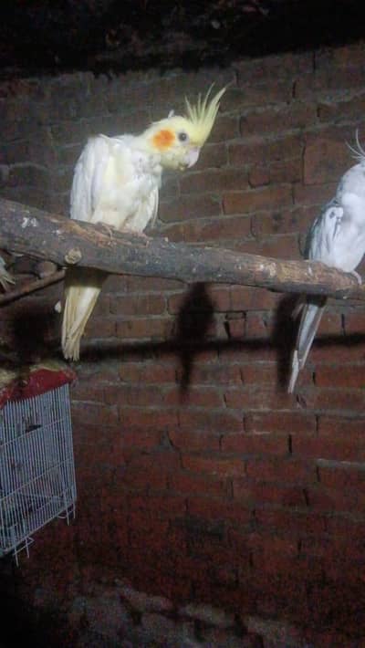 all types of birds available