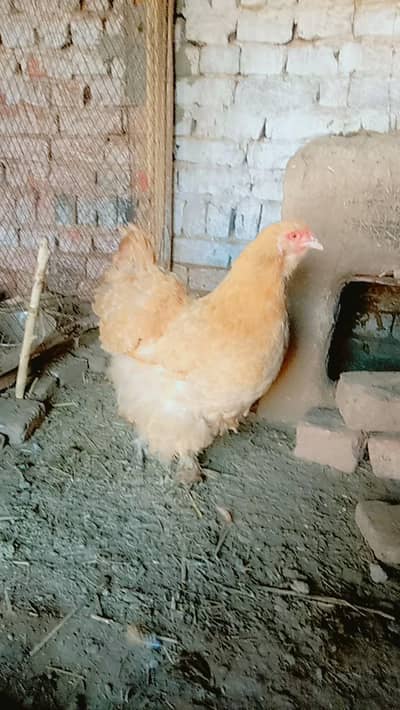 golden buff egg and austrlop female