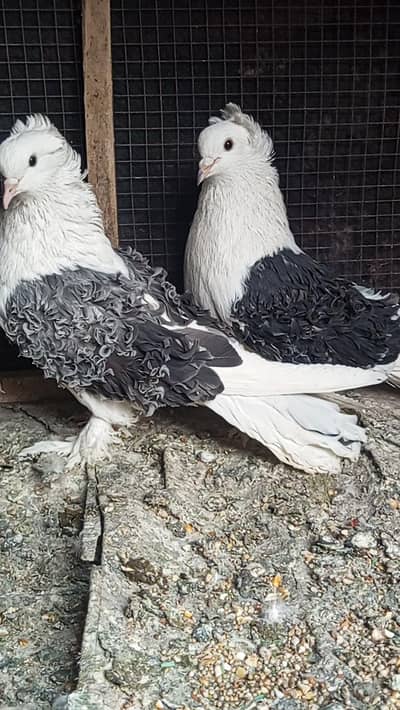 frill back male black frill or female blue bar  bareeder pair