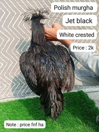 fancy hen | 2 black polish murgha | breeder murgha | kurak hens