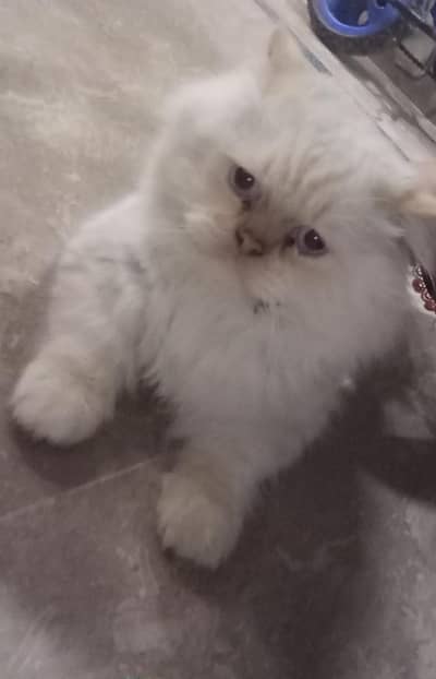 Persian cat male for sale