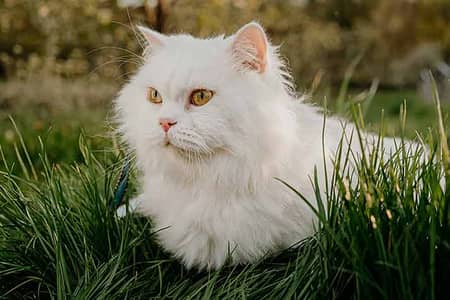 Persian Cat