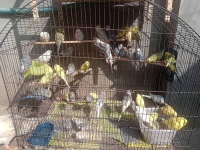 budgies for sale