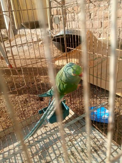 kata tota green and blue cross healthy