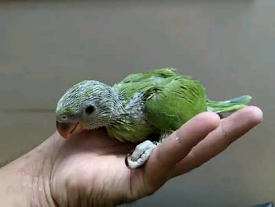 Green ringnk bredr femal male se exchng bi hu jaye gi