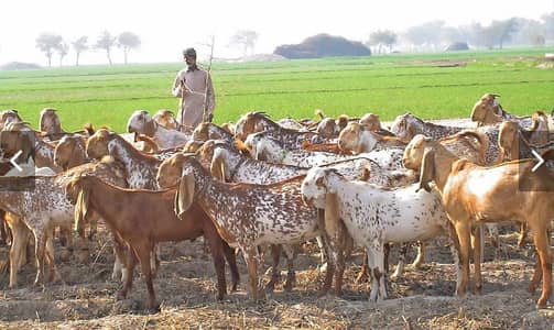 Gill Brother Livestock