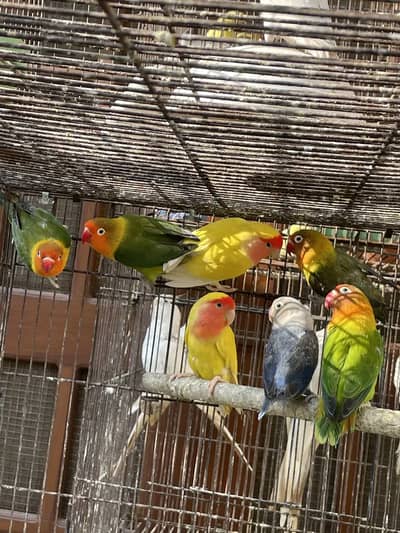 Green Fisher Pathay - Colour Lovebirds - Parblue Opaline Albino Decino