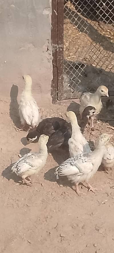 turkey female with 8 chicks