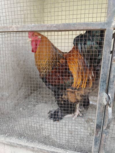 brahma hens for sale