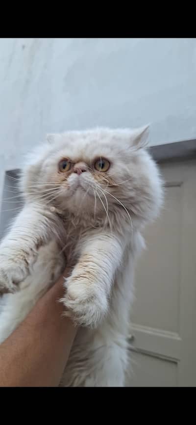 peke face male cat healty and active qualti CFA blood line