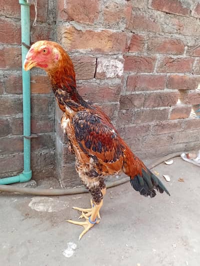 Japanese Shamo for sale 0308 4803249