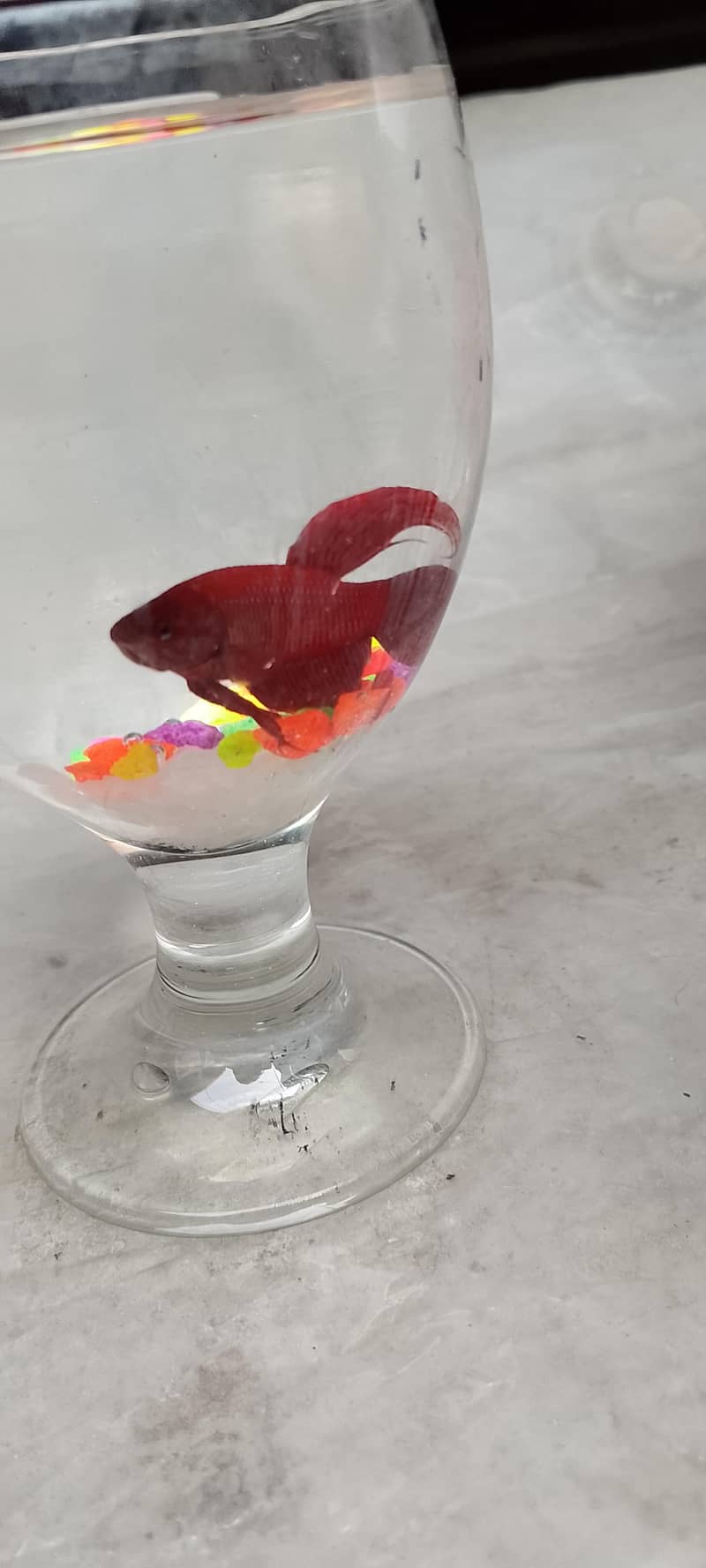 Betta fish 7
