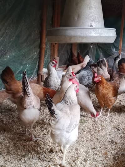 Golden Misri Hens | Desi hens Egg laying | Desi Murga murgia