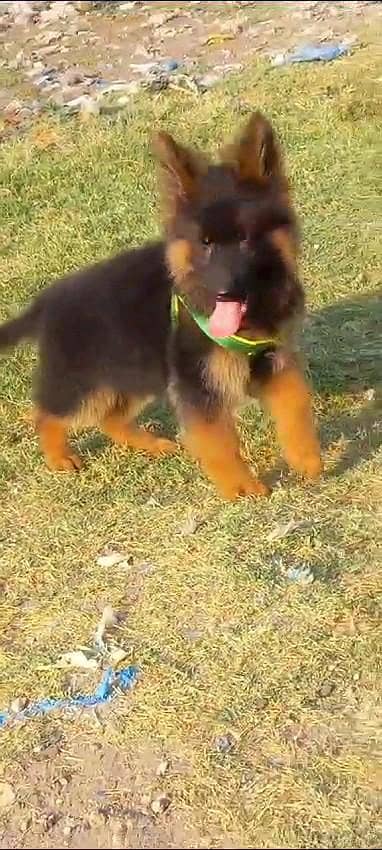 German shepherd puppies  my WhatsApp number 03245285207