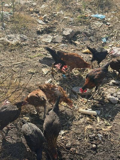 6 month desi murghi  8 murgian 2 murga total 10