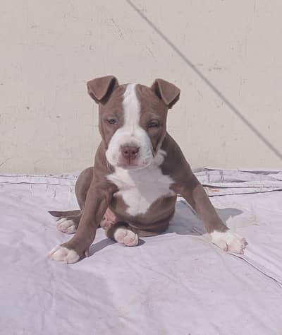 American Pitbull Terrior