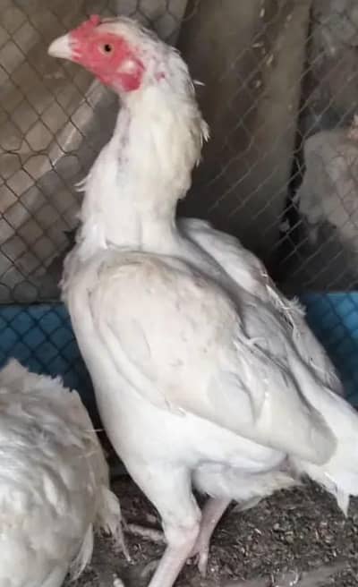 high quality hira aseel