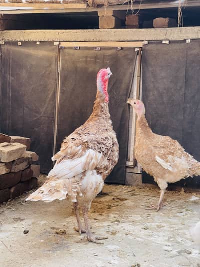 Red Turkey Top Quality Pair Female Eggs lying