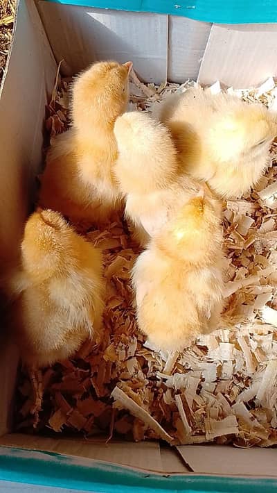 aseel murgi | aseel hen | Golden buff chicks | heavy buff chicks