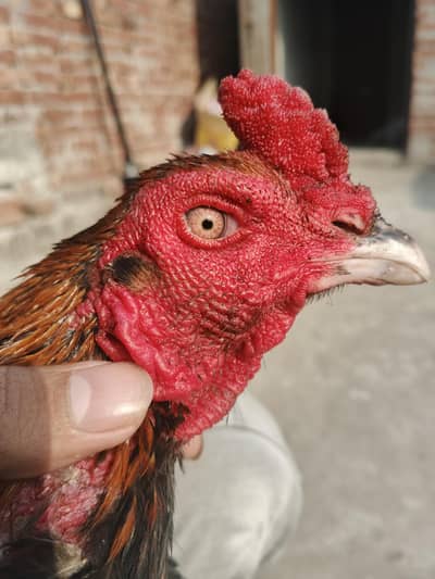 yokree barmi plus pakoi