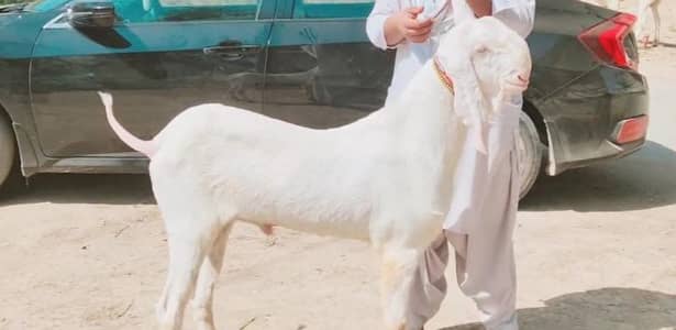 Rajanpuri Bakra _ _03102729869