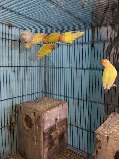 lovebirds for sale Pair 3500  Laying eggs