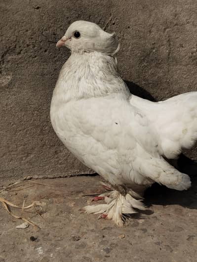 white American Fantail breeder male 03110144020