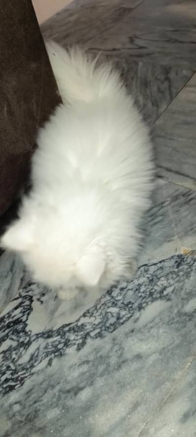 Persian Kitten For Sale