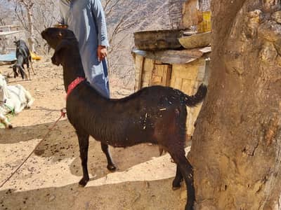 urgent sale   pregnant 3 months