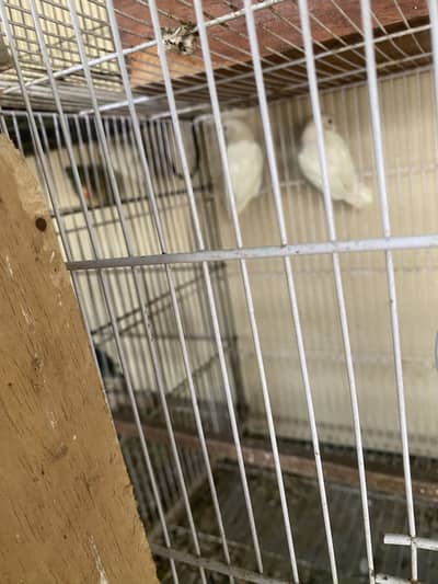 Lovebird breeder pairs with eggs