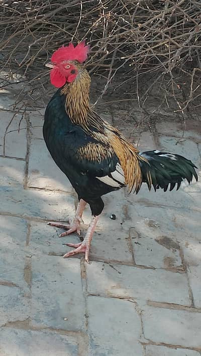 Andy wali Contect . 0315-7232357