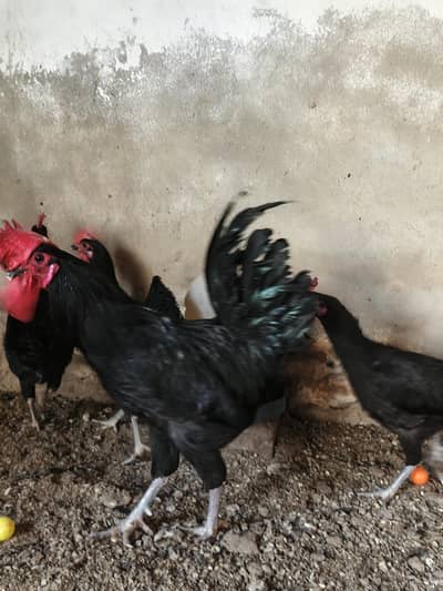 Astrolop Hens egg laying