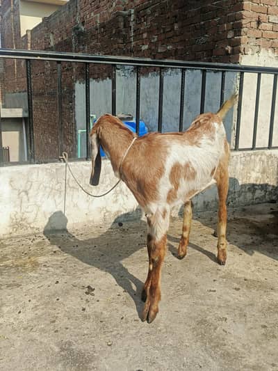 goat for sale