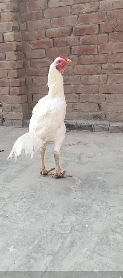 full long hight double Hadi ma ha age 10 month 03280821149