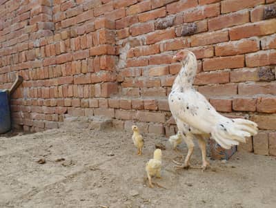 Aseel female with three chicks