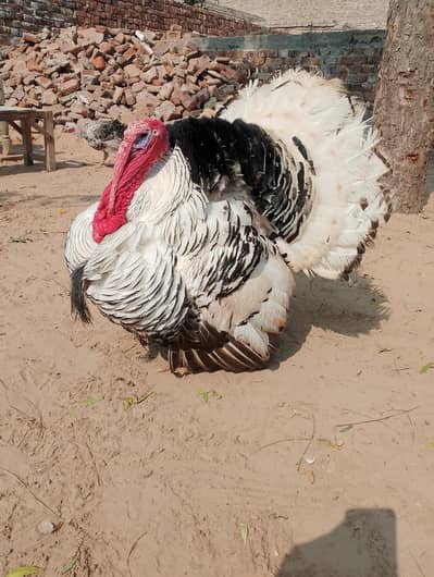 pide color turkey bird 