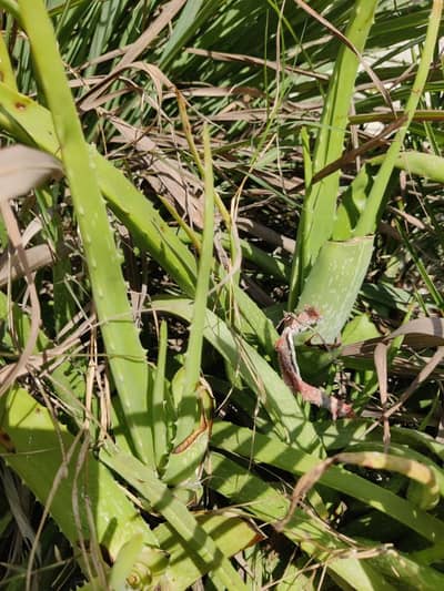 Aloe Vera