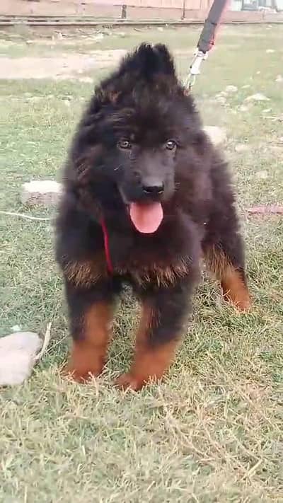 German shepherd puppies  my WhatsApp number 03245285207