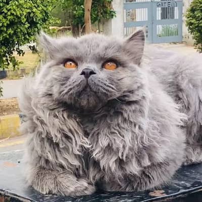 Persian Cat