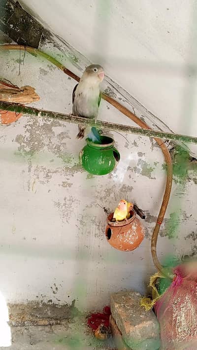 8 pair budgie 1 single