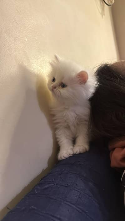 Persian kittens