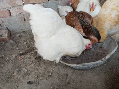 golden white heavy buff