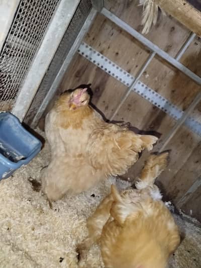 Golden Heavy Buff ( 1 Male + 2 Female)