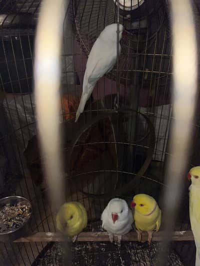 yellow, white, cremino ringneck