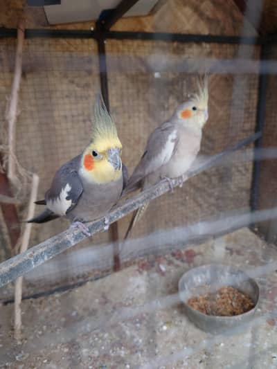 cocktail breeder pair
