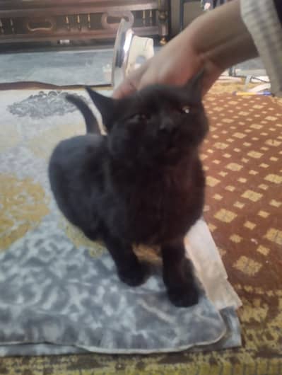 Black Persian cat female name sweety colour black